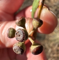 Eucalyptus rossii at Aranda, ACT - 12 Jun 2024 12:45 PM