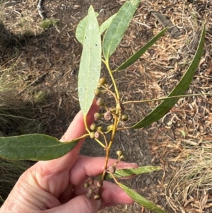 Eucalyptus rossii at Aranda, ACT - 12 Jun 2024