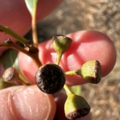 Eucalyptus rossii at Aranda, ACT - 12 Jun 2024 12:45 PM