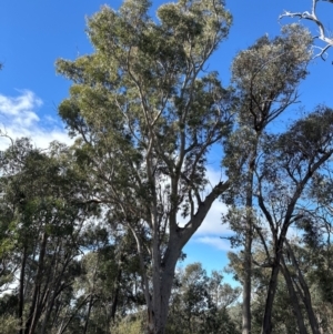 Eucalyptus rossii at Aranda, ACT - 12 Jun 2024 12:45 PM