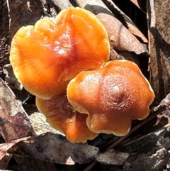 Unidentified Cap on a stem; gills below cap [mushrooms or mushroom-like] at Aranda, ACT - 12 Jun 2024 by lbradley