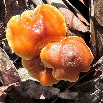 Unidentified Cap on a stem; gills below cap [mushrooms or mushroom-like] at Aranda Bushland - 12 Jun 2024 by lbradley