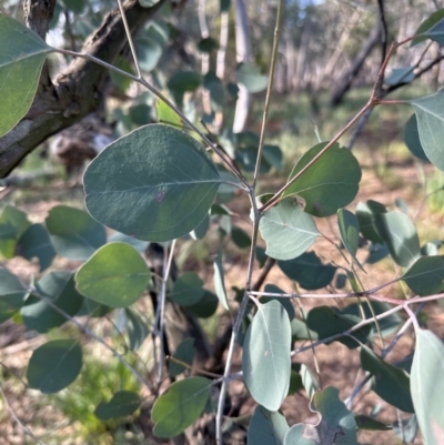 Eucalyptus polyanthemos subsp. polyanthemos (Red Box) at Aranda, ACT - 12 Jun 2024 by lbradley