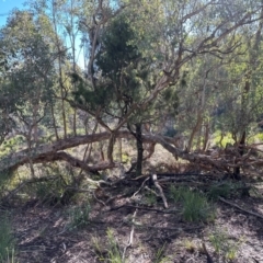 Eucalyptus polyanthemos subsp. polyanthemos at Aranda Bushland - 12 Jun 2024