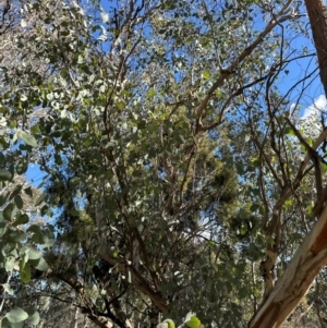 Eucalyptus polyanthemos subsp. polyanthemos at Aranda Bushland - 12 Jun 2024