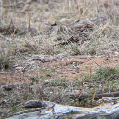 Pyrrholaemus sagittatus (Speckled Warbler) at Big Springs, NSW - 9 Jun 2024 by Darcy