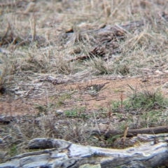 Pyrrholaemus sagittatus at Livingstone National Park - 9 Jun 2024 10:40 AM