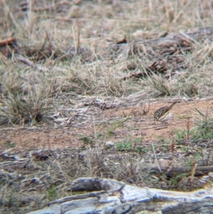 Pyrrholaemus sagittatus at Livingstone National Park - 9 Jun 2024 10:40 AM