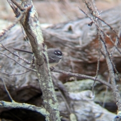 Rhipidura albiscapa (Grey Fantail) at Big Springs, NSW - 9 Jun 2024 by Darcy