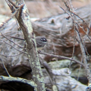 Rhipidura albiscapa at Livingstone National Park - 9 Jun 2024 10:41 AM