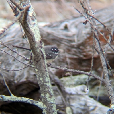 Rhipidura albiscapa (Grey Fantail) at Livingstone National Park - 9 Jun 2024 by Darcy