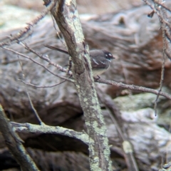 Rhipidura albiscapa at Livingstone National Park - 9 Jun 2024 10:41 AM