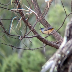 Pardalotus punctatus (Spotted Pardalote) at Big Springs, NSW - 9 Jun 2024 by Darcy