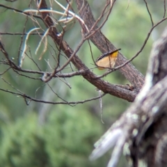 Pardalotus punctatus at Livingstone National Park - 9 Jun 2024