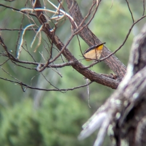 Pardalotus punctatus at Livingstone National Park - 9 Jun 2024 10:42 AM