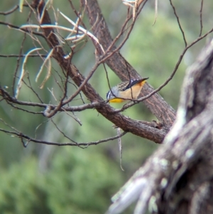 Pardalotus punctatus at Livingstone National Park - 9 Jun 2024 10:42 AM