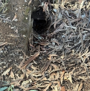 Oryctolagus cuniculus at Aranda Bushland - 12 Jun 2024