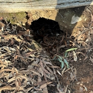 Oryctolagus cuniculus at Aranda Bushland - 12 Jun 2024