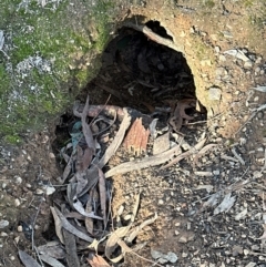 Oryctolagus cuniculus at Aranda Bushland - 12 Jun 2024