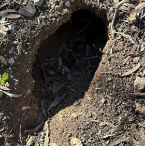 Oryctolagus cuniculus at Aranda Bushland - 12 Jun 2024