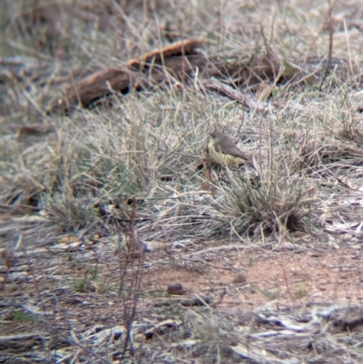 Acanthiza nana (Yellow Thornbill) at Livingstone National Park - 9 Jun 2024 by Darcy