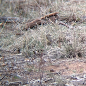 Acanthiza nana at Livingstone National Park - 9 Jun 2024