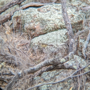 Acanthiza nana at Livingstone National Park - 9 Jun 2024