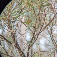 Pachycephala rufiventris (Rufous Whistler) at Livingstone National Park - 9 Jun 2024 by Darcy