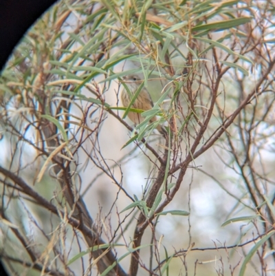 Pachycephala rufiventris (Rufous Whistler) at Big Springs, NSW - 9 Jun 2024 by Darcy