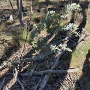 Acacia baileyana at Point 4152 - 12 Jun 2024