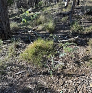 Acacia baileyana at Point 4152 - 12 Jun 2024