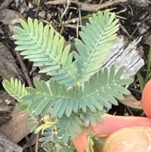 Acacia baileyana at Point 4152 - 12 Jun 2024