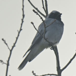 Coracina novaehollandiae at Evatt, ACT - 12 Jun 2024