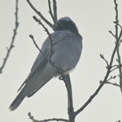 Coracina novaehollandiae at Evatt, ACT - 12 Jun 2024