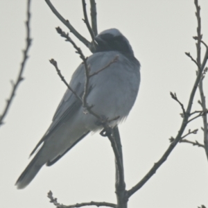 Coracina novaehollandiae at Evatt, ACT - 12 Jun 2024