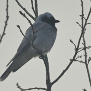 Coracina novaehollandiae at Evatt, ACT - 12 Jun 2024