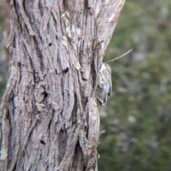 Cormobates leucophaea (White-throated Treecreeper) at Big Springs, NSW - 9 Jun 2024 by Darcy