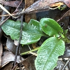 Pterostylis sp. (A Greenhood) at Aranda, ACT - 12 Jun 2024 by lbradley