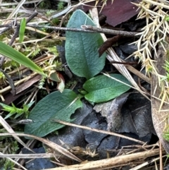 Pterostylis sp. at Point 4081 - 12 Jun 2024