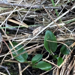 Pterostylis sp. at Point 4081 - 12 Jun 2024