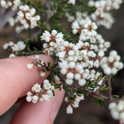 Cryptandra amara (Bitter Cryptandra) at Big Springs, NSW - 9 Jun 2024 by Darcy