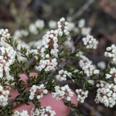 Cryptandra amara at Livingstone National Park - 9 Jun 2024