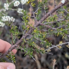 Cryptandra amara at Livingstone National Park - 9 Jun 2024