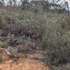 Cryptandra amara at Livingstone National Park - 9 Jun 2024 11:10 AM