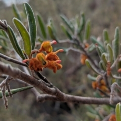 Grevillea floribunda (Seven Dwarfs Grevillea, Rusty Spider Flower) at Livingstone National Park - 9 Jun 2024 by Darcy