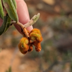 Grevillea floribunda at Livingstone National Park - 9 Jun 2024 11:12 AM