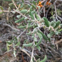 Grevillea floribunda at Livingstone National Park - 9 Jun 2024