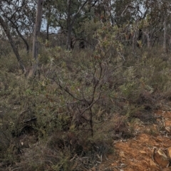 Grevillea floribunda at Livingstone National Park - 9 Jun 2024 11:12 AM