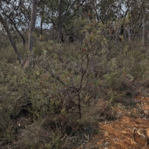 Grevillea floribunda at Livingstone National Park - 9 Jun 2024