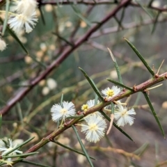 Acacia genistifolia (Early Wattle) at Livingstone National Park - 9 Jun 2024 by Darcy